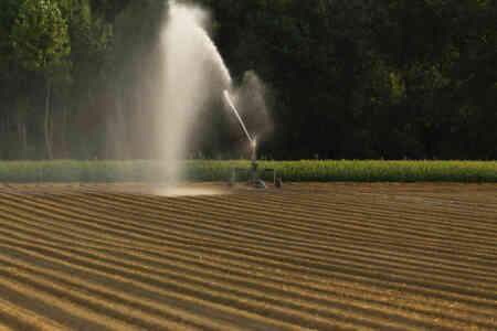 Nelson Irrigation's SR150 Big Gun® Germinating a Row Crop on a Hose Reel Traveler