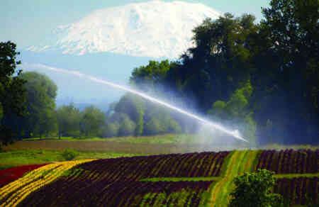 Nelson SR150 Big Gun® Sprinkler irrigating nursery stock in Oregon with Mt. Hood in the background