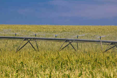 Ultra tall corn being irrigated by Nelson's Up-Top A3000 Accelerators with Navy Plates