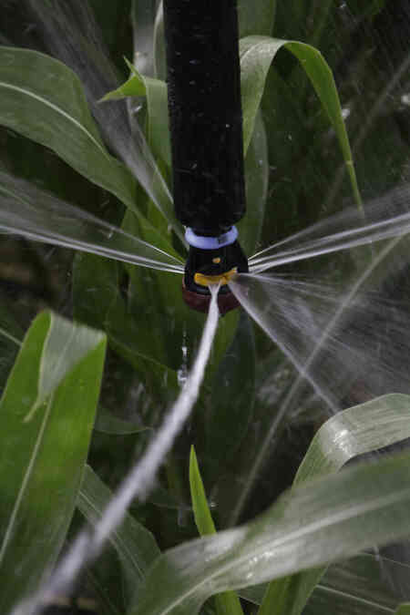 Close up of Nelson Irrigation's A3000 Accelerator with Gold Plate in corn