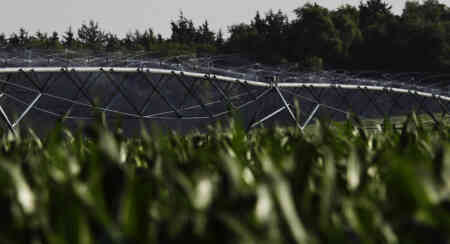 Nelson's Up-Top Accelerator pivot sprinklers irrigating corn