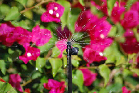 micro_dsc_2774_0.jpg