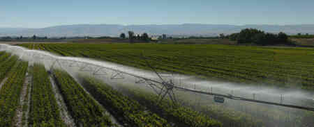 Looking down the span of a center pivot lined with Nelson Irrigation's Orbitor FX sprinklers