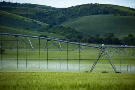 Nelson's Orbitor Pivot Sprinkler irrigating wheat at the base of the Blue Mountains in Walla Walla, Washington