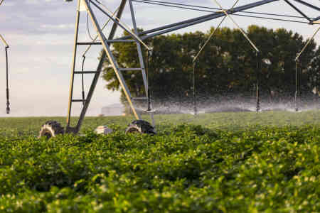 Nelson's O3030 Orbitor with Purple Plate Irrigating Potatoes in Idaho