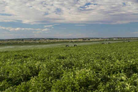 Nelson's Irrigation's Orbitor Pivot Sprinklers Irrigating Potatoes in Idaho