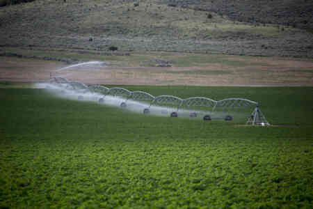 Nelson's Irrigation's Orbitor Pivot Sprinklers Irrigating Potatoes in Idaho