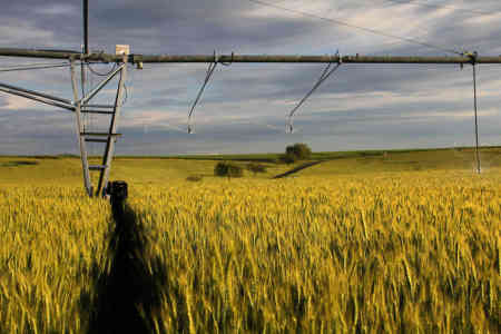 Nelson Irrigation's PC-R3000 Part-Circle Rotator® on Boombacks irrigating wheat