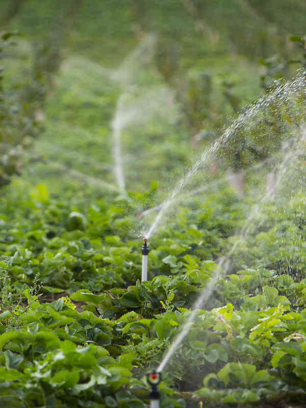 A hazelnut field with cover crop irrigated with Nelson R10 Rotator® sprinklers for full coverage