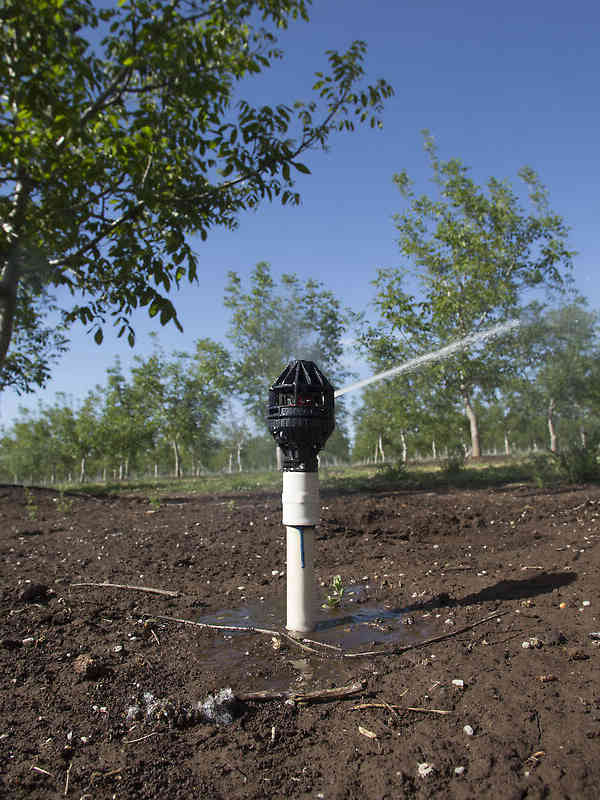 Nelson's R2000 Rotator® sprinkler irrigating tree nuts in California