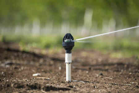 Close up of Nelson's R2000 Rotator® sprinkler irrigating tree nuts