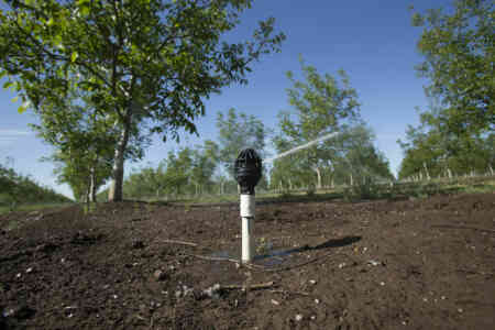 Nelson's R2000 Rotator® sprinkler irrigating tree nuts in California