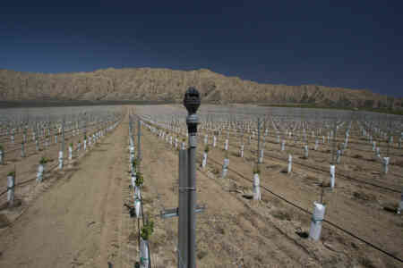 Nelson's R2000 Rotator® sprinkler in a vineyard in California