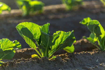 Leafy greens irrigated by Nelson Irrigation's High Uniformity R2000WF Rotator® sprinkler