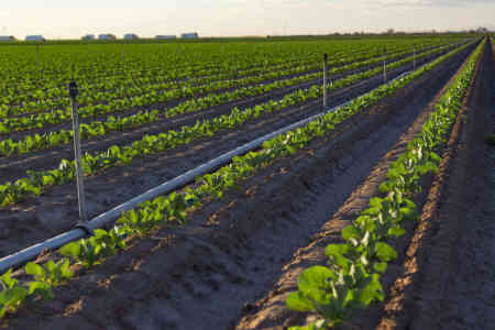 Leafy greens irrigated by Nelson Irrigation's High Uniformity R2000WF Rotator® sprinkler