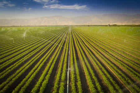 Large carrot field in California irrigated by Nelson's High Uniformity R2000WF Rotator® sprinkler