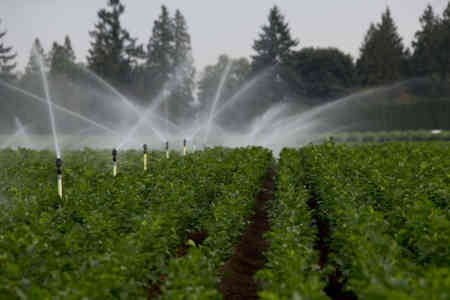 Nelson Irrigation's R2000WF Rotator® sprinklers irrigating parsnips