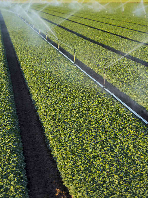 Nelson Irrigation's High Uniformity R2000WF Rotator® sprinkler
