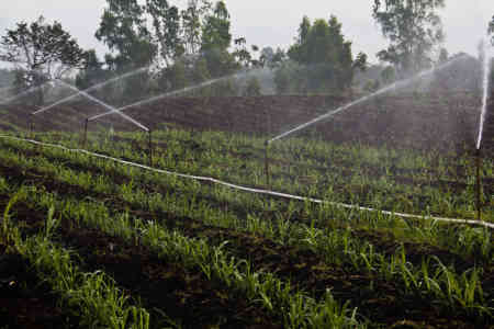 Nelson Irrigation's R33 Rotator® sprinklers irrigating sugar cane in Guatemala