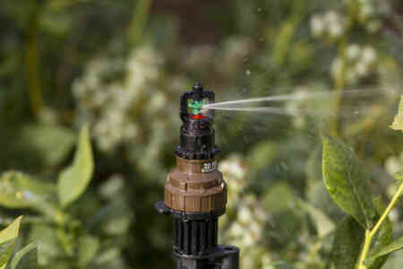 Nelson Irrigation's R5 Rotator® sprinkler with Mini Regulator Drain Check irrigating blueberries