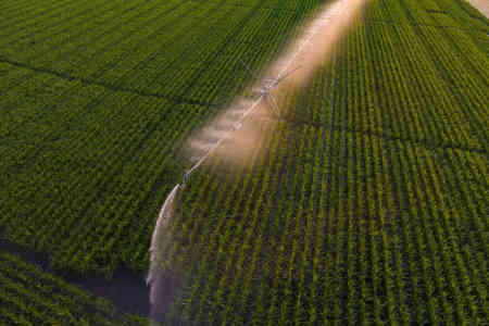 Nelson's R75 End of Pivot Sprinkler irrigating corn
