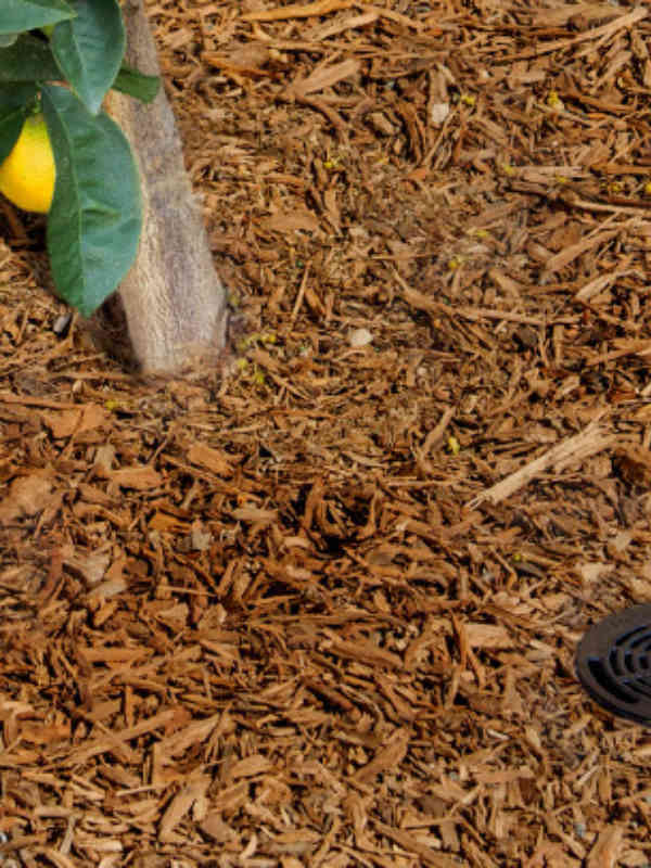 Deliver water across all levels of the root zone for high-efficiency subsurface irrigation of trees and shrubs