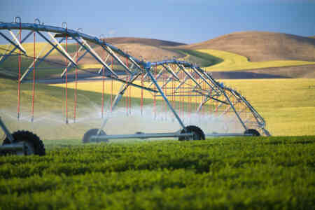 Nelson's Rotator® pivot sprinkler irrigating alfalfa with patterns of wheat in the background