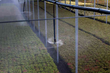 Nelson Irrigation's S10 Spinner irrigating nursery stock in the Willamette Valley