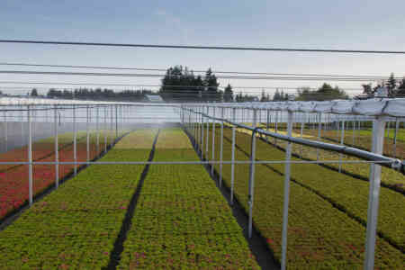 A large nursery in the Willamette Valley is irrigated with Nelson Irrigation's S10 Spinners
