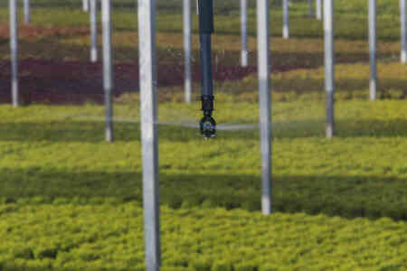 Nelson Irrigation's S10 Spinner irrigating nursery stock in the Willamette Valley