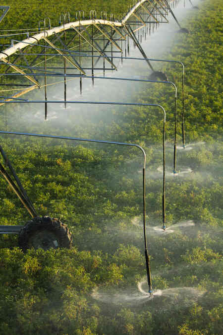 Nelson's S3000 Spinner irrigating potatoes
