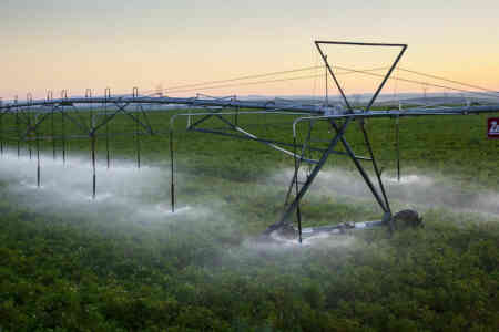 Nelson's S3000 Spinner irrigating potatoes